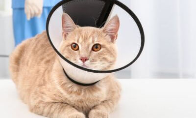 cat wearing surgical cone