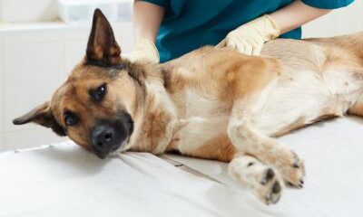 veterinarian treating a sick dog while they are laying down