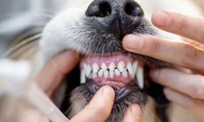 person checking a dog's teeth before brushing