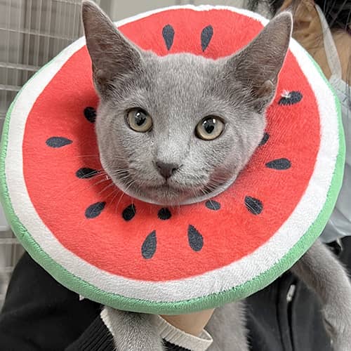 A gray kitten with large, expressive eyes is wearing a soft collar shaped like a watermelon slice, complete with red, green, and black detailing