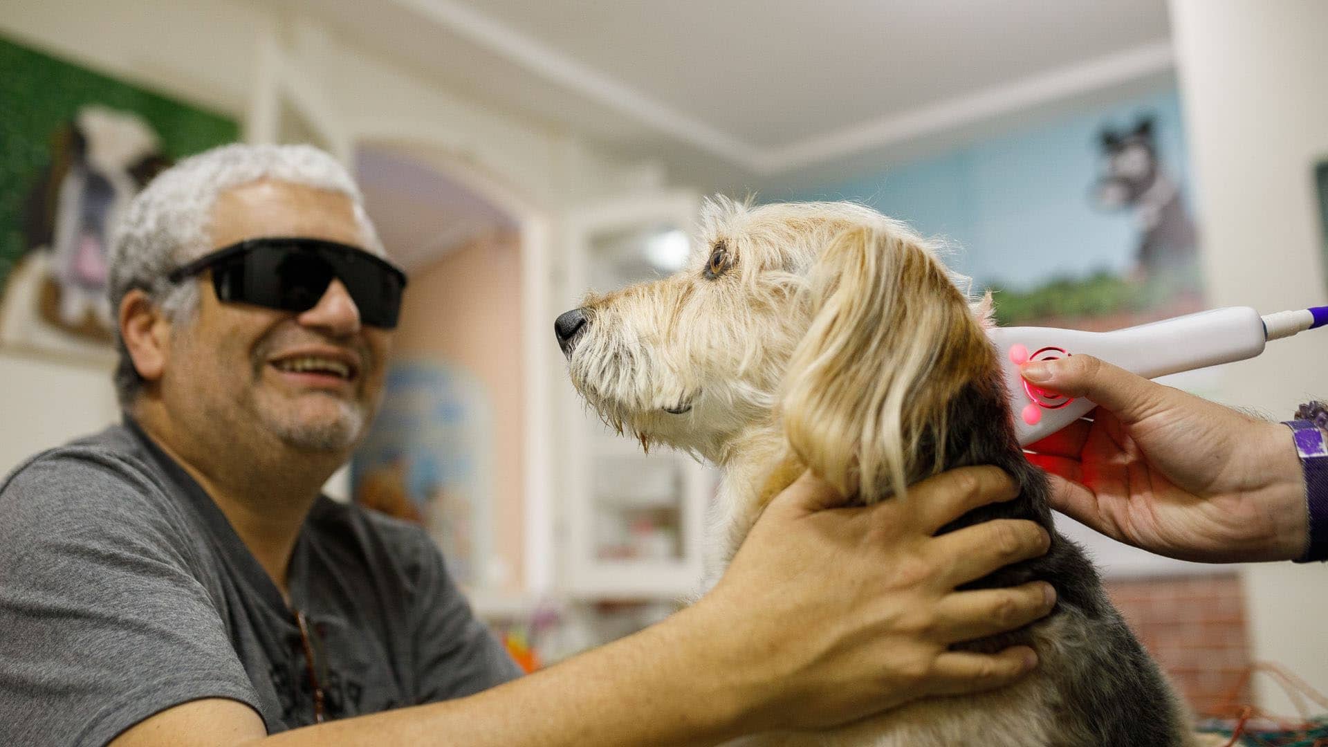 Pet Veterinary Laser Therapy In Fort Lee, NJ Red Roof Fort Lee Animal