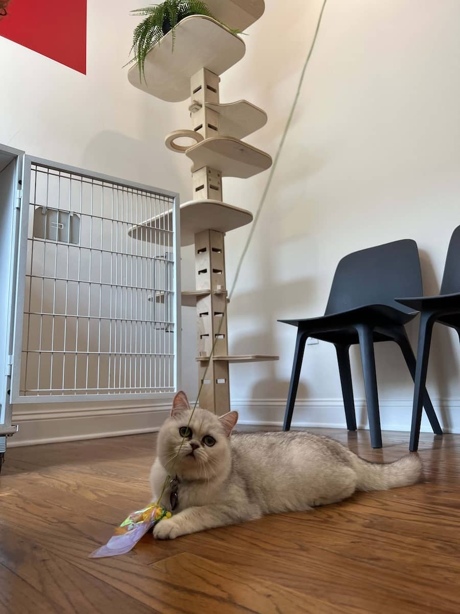 A cream-colored cat with a round face and big eyes is lying on a wooden floor next to a tall cat tree with multiple platforms