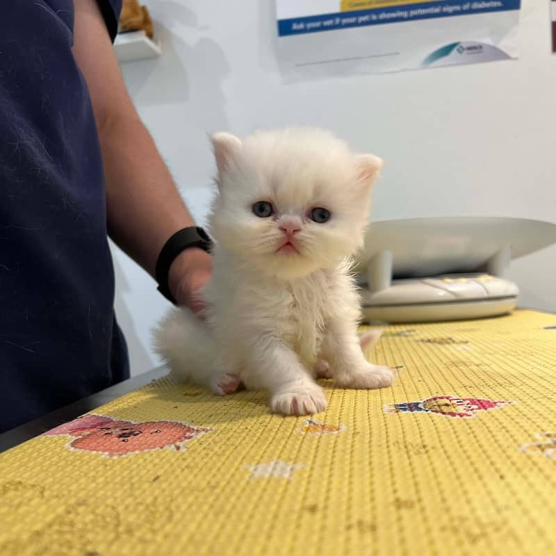 A person is holding a small white kitten with blue eyes on a yellow mat decorated with cartoon animals