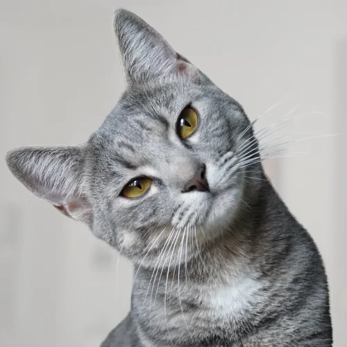 A gray tabby cat with yellow eyes tilts its head slightly to the side, gazing curiously at the camera. The cat's fur is smooth with dark stripes, and the background is softly blurred, highlighting the cat's expression.