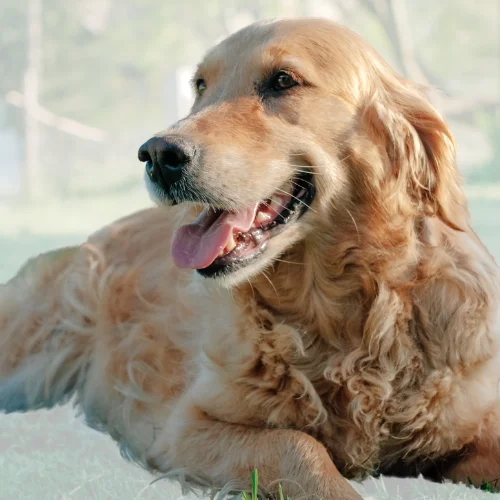 A golden retriever with a wavy, light golden coat is lying on the grass, looking off into the distance with its mouth open and tongue slightly out, as if panting. The dog has a relaxed and happy expression, with soft light and a blurred background of trees.