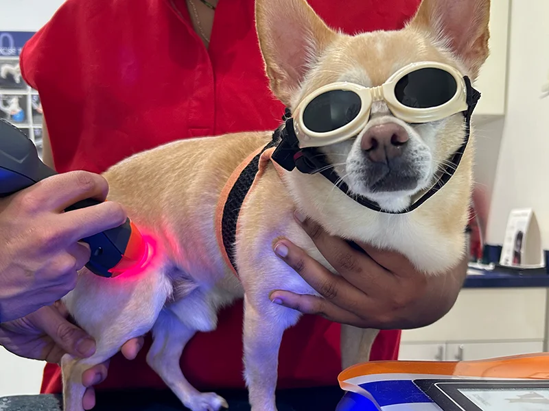 A small tan dog wears protective goggles while receiving laser therapy. The dog stands calmly on a veterinary examination table as a vet, partially visible and dressed in red, gently holds it in place. A handheld laser device emits a red light onto the dog's leg, while a piece of laser therapy equipment sits nearby, glowing blue. The dog's expression is relaxed and content.