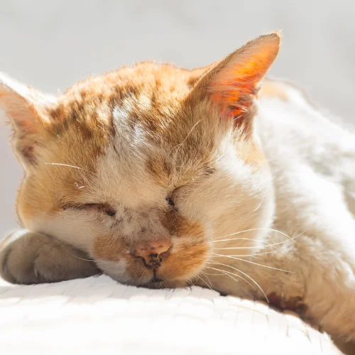 An elderly orange and white cat is peacefully sleeping on a soft surface, with its head resting on its paw. The cat's fur is slightly worn, showing signs of age, and its closed eyes and relaxed posture convey a sense of comfort and tranquility. The sunlight gently illuminates the cat, casting a warm glow on its face.