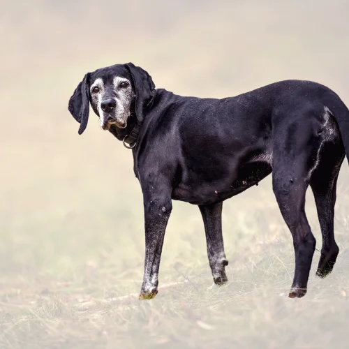 An older black dog with a graying muzzle and patches of white fur stands in a grassy field, looking back at the camera. The dog has a gentle expression, with slightly drooping ears, and its fur shows signs of age. The background is softly blurred, giving a peaceful atmosphere.