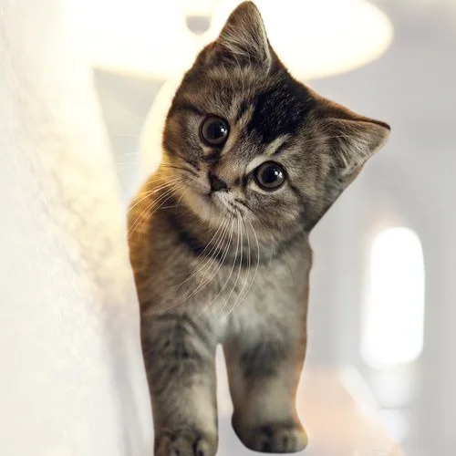 A fluffy tabby kitten with large, round eyes tilts its head curiously to one side, standing on a light-colored surface. The kitten's fur is a mix of dark and light brown stripes, and its expression is both inquisitive and playful. The background is softly blurred, with a warm light creating a cozy atmosphere.