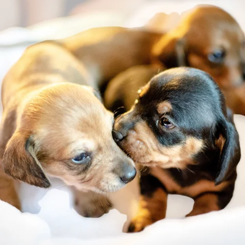 A group of dachshund puppies snuggles together on a soft, white blanket. One black-and-tan puppy and a light brown puppy are nose-to-nose, appearing to share a sweet, playful moment. The other puppies are slightly blurred in the background, adding to the cozy and affectionate atmosphere of the scene.