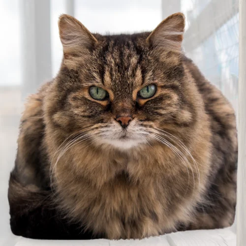 A senior long-haired tabby cat with a thick, fluffy coat sits with its front paws tucked underneath, gazing directly at the camera with striking green eyes. The cat's fur is a mix of dark brown and black, and its expression is calm and slightly serious. The background is bright and softly blurred, drawing attention to the cat's regal presence.