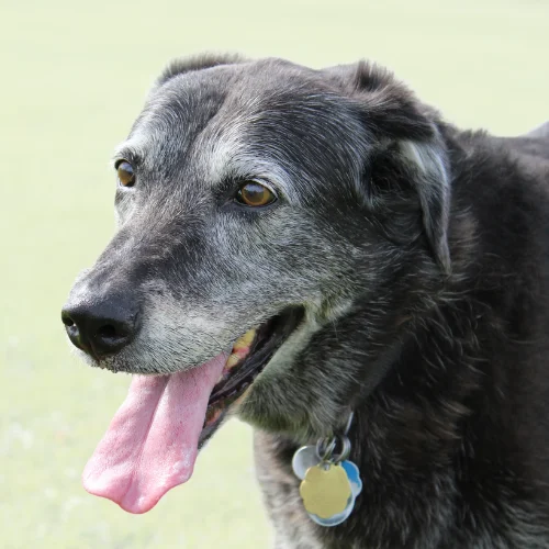 A senior black dog with a graying muzzle and fur stands outdoors, panting with its tongue hanging out. The dog's eyes are bright and alert, and it wears a collar with tags. The background is softly blurred, focusing attention on the dog's gentle, content expression.