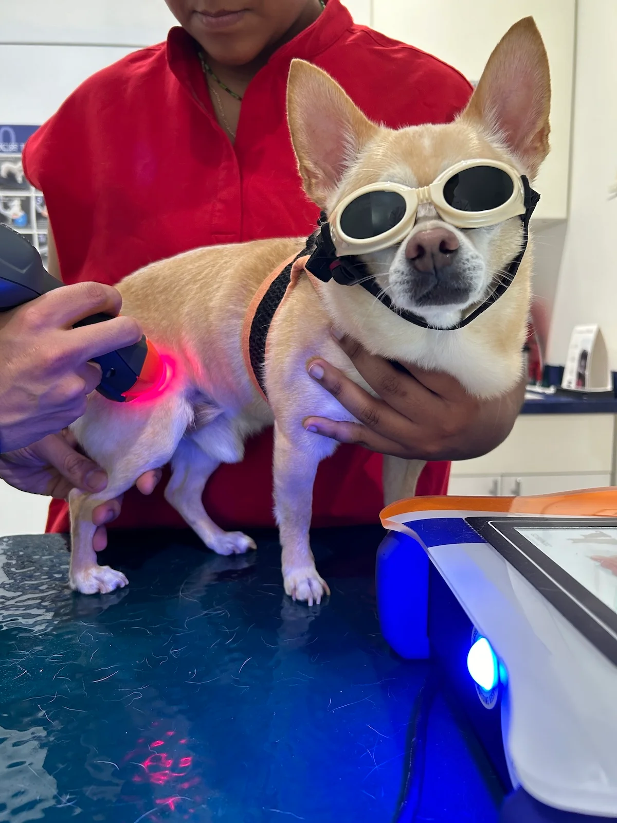 A small tan dog wears protective goggles while receiving laser therapy. The dog stands calmly on a veterinary examination table as a vet, partially visible and dressed in red, gently holds it in place. A handheld laser device emits a red light onto the dog's leg, while a piece of laser therapy equipment sits nearby, glowing blue. The dog's expression is relaxed and content.