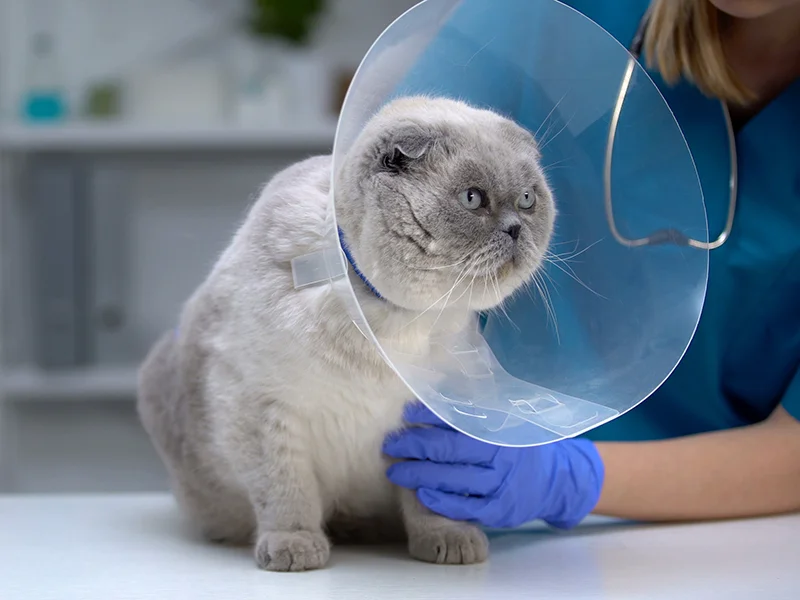 Gray cat wearing a cone collar being comforted by a veterinarian after surgery.