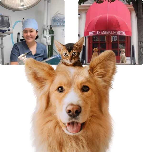 Collage of a happy dog with a kitten on its head, a veterinarian in surgery, and the entrance of Fort Lee Animal Hospital.