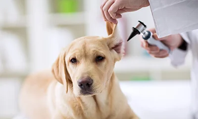 Dog having its ear examined by a veterinarian using an otoscope.