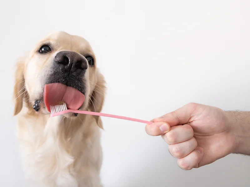 Dog licking a toothbrush held by a person during a dental care routine.