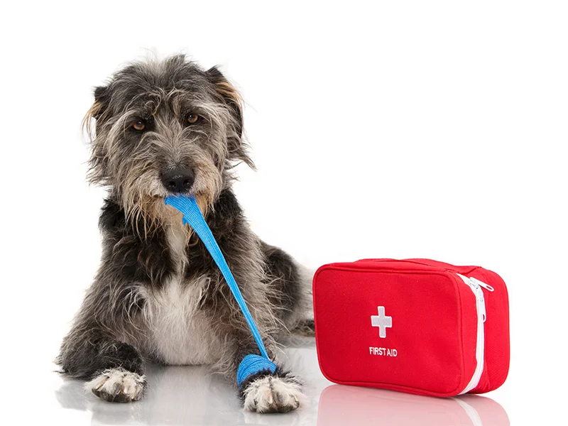 Dog with a wrapped paw holding a bandage in its mouth, sitting next to a red first aid kit.